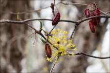 기글 하드웨어 사진 게시판 - 이천 산수유 벗꽃 등등