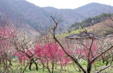 기글 하드웨어 사진 게시판 - 순천향매실마을