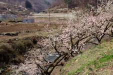 기글 하드웨어 사진 게시판 - 순천향매실마을