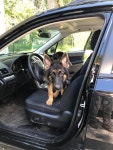 Ubers Making It Easier to Bring Your Pet for the Ride—and Dont You Dare Ruin This for Me