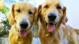 Would Your Dog Rescue You? Scientists Made a Test to Find Out