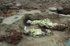 Four Llamas Sacrificed in Inca Ritual Found Preserved 500 Years Later