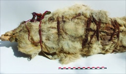 Four Llamas Sacrificed in Inca Ritual Found Preserved 500 Years Later