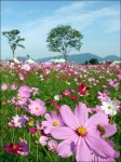 가을바람 살랑살랑 코스모스 한들한들 : : 경기도뉴스포털 가을바람 살랑살랑 코스모스 한들한들