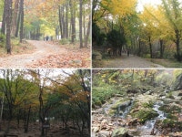 도심 속 단풍명소, 안양 병목안 시민공원 : : 경기도뉴스포털 도심 속 단풍명소, 안양 병목안 시민공원