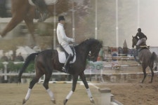 도심 속 ‘승마축제’ : : 경기도뉴스포털 도심 속 ‘승마축제’