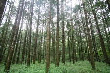 경기도, 광릉숲 세계 관광명소로 조성 : : 경기도뉴스포털 경기도, 광릉숲 세계 관광명소로 조성 