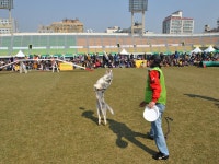 경기 펫 페스티벌, 즐기면서 높여가는 반려동물 문화의식 : : 경기도뉴스포털 경기 펫 페스티벌, 즐기면서 높여가는 반려동물 문화의식