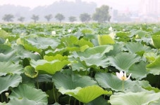 관곡지 연꽃테마파크 도심 최고의 힐링여행 : 경기도뉴스포털 : 경기도뉴스포털 관곡지 연꽃테마파크 도심 최고의 힐링여행