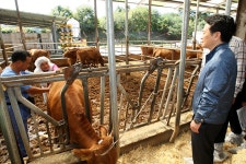 남경필 지사 “경기도 한우, 대한민국 최고로 만들자” : : 경기도뉴스포털 남경필 지사 “경기도 한우, 대한민국 최고로 만들자”