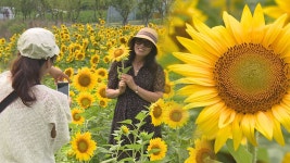 경기도뉴스/양평 오지마을, 해바라기마을로 탈바꿈 : : 경기도뉴스포털 경기도뉴스/양평 오지마을, 해바라기마을로 탈바꿈