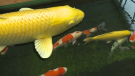 경기도뉴스/수려한 비단잉어 모여라! 비단잉어 품평회 : : 경기도뉴스포털 경기도뉴스/수려한 비단잉어 모여라! 비단잉어 품평회