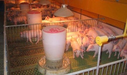 축산위생硏, 구제역 바이러스 검사 강화 : 사회 : 경기도뉴스포털 축산위생硏, 구제역 바이러스 검사 강화