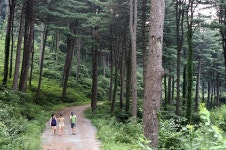 여주 황학산수목원 피톤치드 7월에 가장 많아 : : 경기도뉴스포털 여주 황학산수목원 피톤치드 7월에 가장 많아