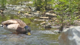경기도뉴스/도심 하천 7곳, 물고기 노니는 곳으로 : : 경기도뉴스포털 경기도뉴스/도심 하천 7곳, 물고기 노니는 곳으로