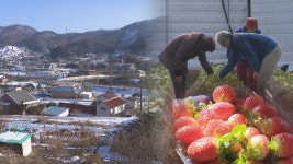 노인 일자리 창출하는 공동농장 : : 경기도뉴스포털 노인 일자리 창출하는 공동농장