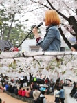 2017 경기도청 벚꽃축제 낭만산책을 기억하다! 버스킹 음악이 흘렀던 벚꽃길 : : 경기도뉴스포털 2017 경기도청 벚꽃축제 낭만산책을 기억하다!... 
