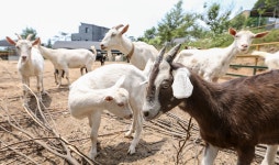 산양 두 마리로 이뤄낸 ‘귀농귀촌’의 꿈！ : 경제 : 경기도뉴스포털 산양 두 마리로 이뤄낸 ‘귀농귀촌’의 꿈！