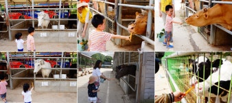 용인 한터마을 자연체험 농장 : 일반기자단 : 경기도뉴스포털 조랑말 타고 소달구지 타고 시골여행 어떠세요! 용인 한터마을 자연체험 농장