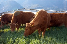 道, 2108년도 축산시책 수립…경쟁력 강화 방점 : : 경기도뉴스포털 道, 2108년도 축산시책 수립…경쟁력 강화 방점