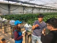 봄에는 딸기농장에서 색다른 체험 어때요&#63; : : 경기도뉴스포털 봄에는 딸기농장에서 색다른 체험 어때요?
