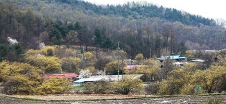 [포토에세이 &#12894;] 산수유꽃 필 때면 꼭 가봐야 할 그곳 : : 경기도뉴스포털 [포토에세이 ㉞] 산수유꽃 필 때면 꼭 가봐야 할 그곳
