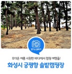 경기도 화성시 궁평항 솔밭캠핑장 : : 경기도뉴스포털 무더운 여름 시원한 바다에서 캠핑 여행을! 경기도 화성시 궁평항 솔밭캠핑장