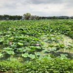 [스토리뉴스] 시흥시에서의 힐링 여행 : 기회기자단 : 경기도뉴스포털 [스토리뉴스] 시흥시에서의 힐링 여행