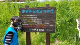 오염된 하천이 시민들의 쉼터로 변신, 수원 장다리천 : 꿈나무기자단 : 경기도뉴스포털 오염된 하천이 시민들의 쉼터로 변신, 수원 장다리천
