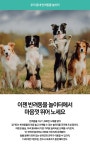 강아지랑, 반려동물 놀이터에서 마음껏 뛰어 노세요! : : 경기도뉴스포털  강아지랑, 반려동물 놀이터에서 마음껏 뛰어 노세요!