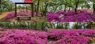 파주의봄BominPaju | 경기도뉴스 상세 | 경기도소식 | 새소식 | 부천소식 | 부천시청 경기도뉴스 | 경기도소식 | 새소식 | 부천소식 | 부천시청