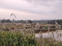 가을 정취 가득한 평택 원평나루 억새밭, 지금이 절정이에요