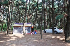 [캠핑장] 솔내음 야영장 ( 충청남도 서천군 서면 )