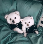 [PETLEAD]펫리드 부티크 파자마 잠옷 반려동물잠옷 반려동물산책용품... [PETLEAD]펫리드 부티크 파자마 잠옷 반려동물잠옷 반려동물산책용품... 
