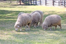 동물원 > 동물원 둘러보기 > 동물 보유현황 | 서울대공원 서울대공원