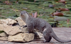 동물원 > 동물원 둘러보기 > 동물 보유현황 | 서울대공원 서울대공원