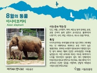 대공원 다多이슈 > 온라인 대공원 > 대공원 앨범 > 2016 8월의 동물 아시아코끼리 | 서울대공원 서울대공원