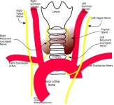 자유게시판 - 재미있는 신경 이야기