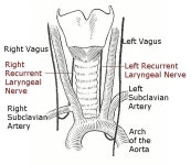 자유게시판 - 재미있는 신경 이야기