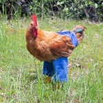 게시판 - 앨런 포 출석부