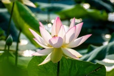 게시판 - 무사 시바 출석부