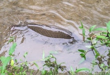 게시판 - 호수위의집 출석부