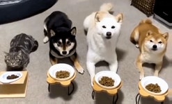 게시판 - 밥상머리 출석부