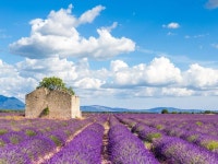 게시판 - 라벤더 향기 출석부