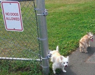 게시판 - 가을돼지 출석부