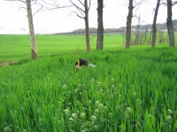 도보여행1 - 보리밭