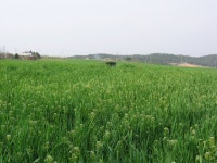 도보여행1 - 보리밭