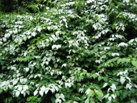 도보여행1 - 마음에 든 나무