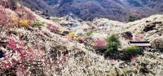 제22회 광양매화축제, 황금매화 행운의 주인공은? | 보도자료 | 뉴스/소식 : 감동시대 따뜻한광양 광양시 대표 누리집입니다.