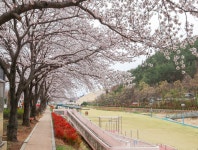 광양시, 벚꽃 맞이 농특산물 직거래장터에 오세요! | 보도자료 | 뉴스/소식 : 감동시대 따뜻한광양